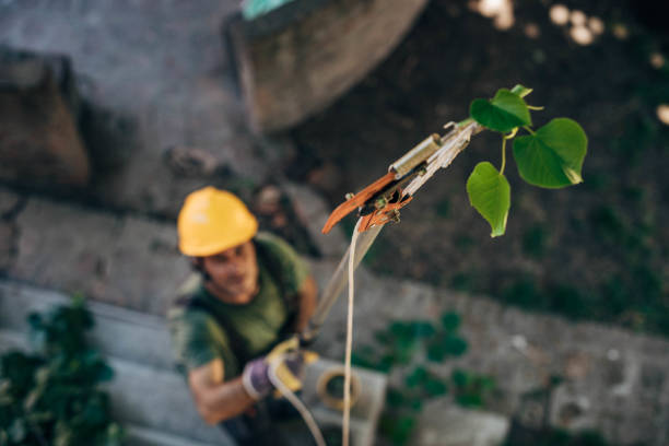 How Our Tree Care Process Works  in Chevy Chase Village, MD